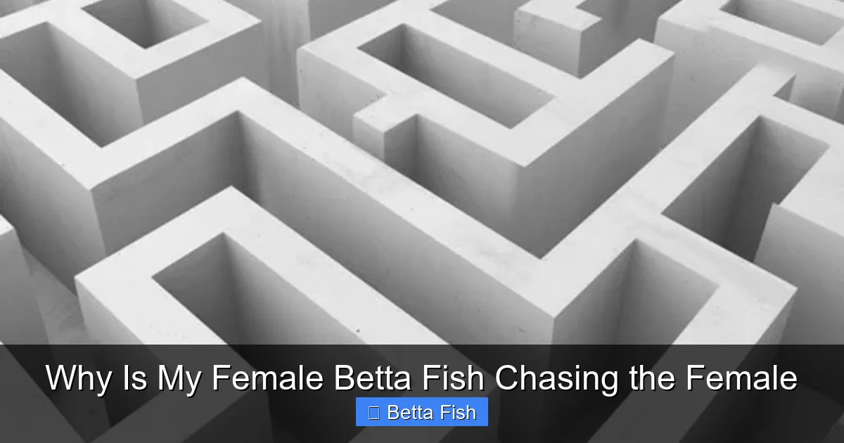 Why Is My Female Betta Fish Chasing the Female