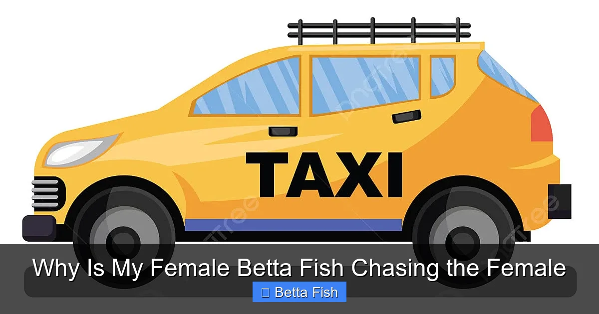 Why Is My Female Betta Fish Chasing the Female