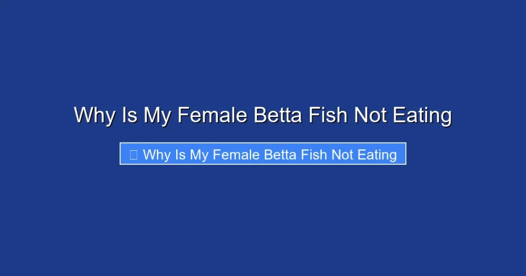 Why Is My Female Betta Fish Not Eating