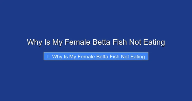 Why Is My Female Betta Fish Not Eating
