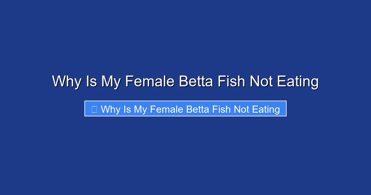 Why Is My Female Betta Fish Not Eating