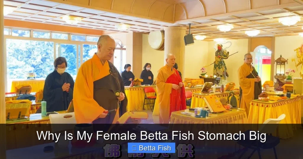 Why Is My Female Betta Fish Stomach Big