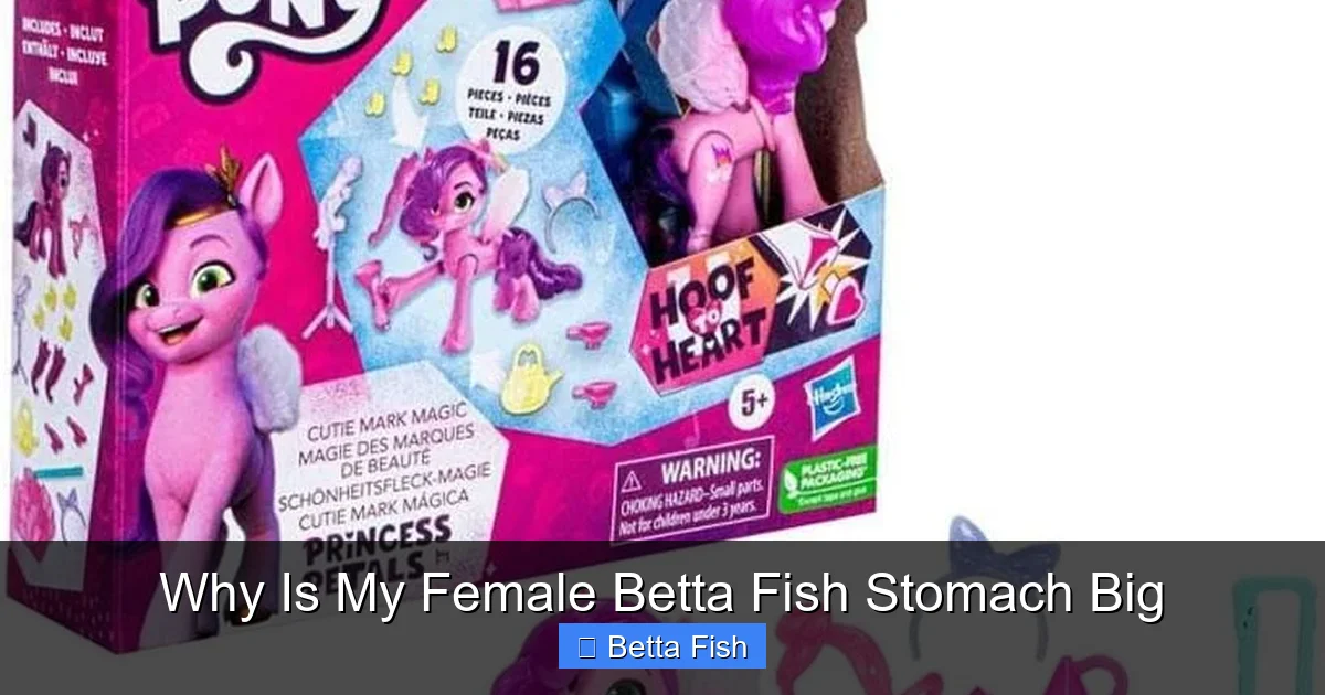 Why Is My Female Betta Fish Stomach Big