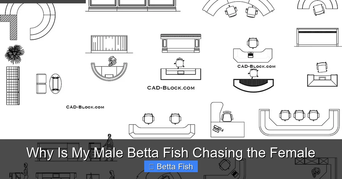Why Is My Male Betta Fish Chasing the Female