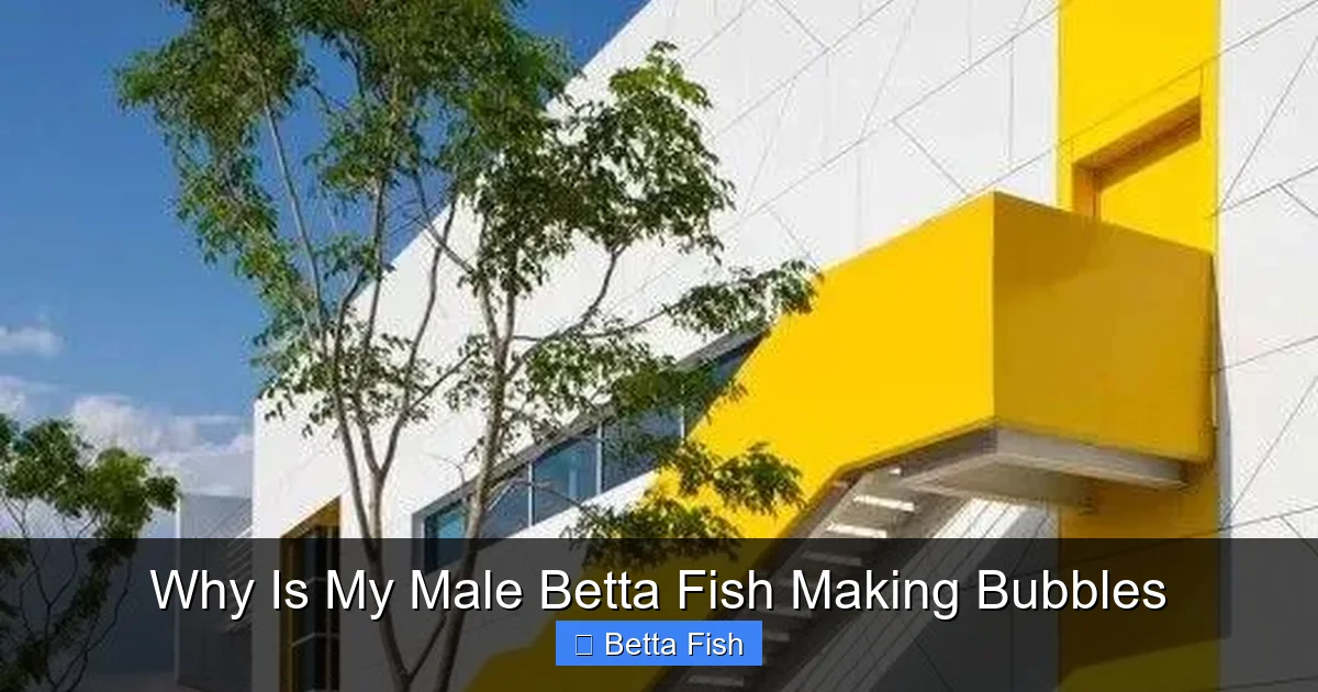Why Is My Male Betta Fish Making Bubbles