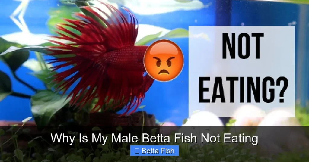 Why Is My Male Betta Fish Not Eating