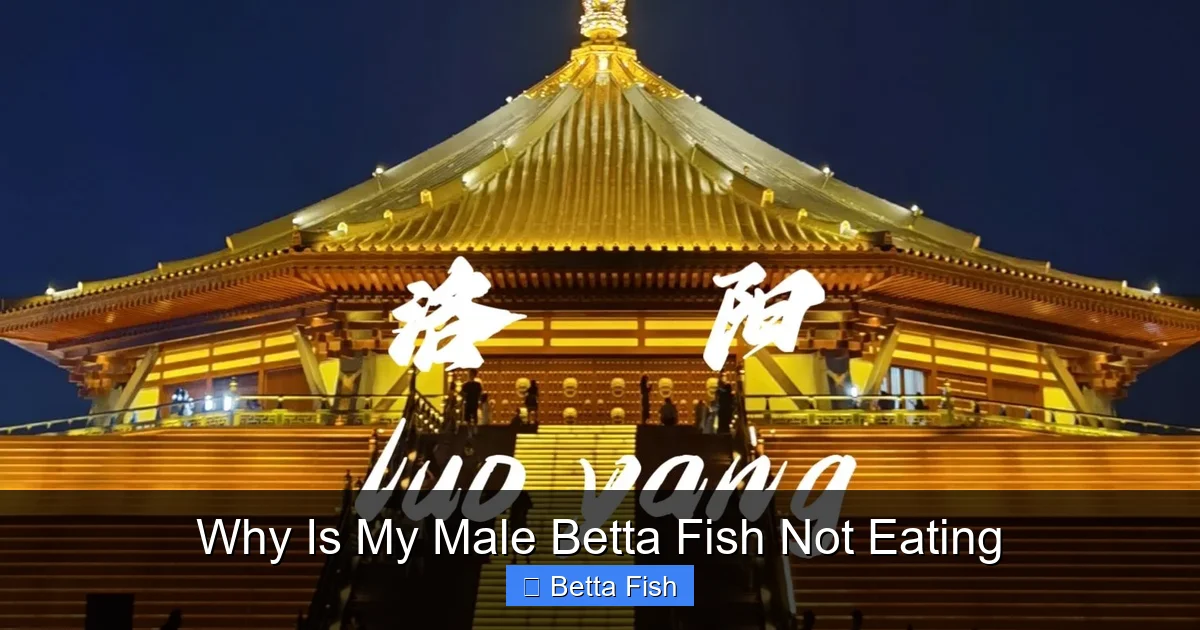 Why Is My Male Betta Fish Not Eating