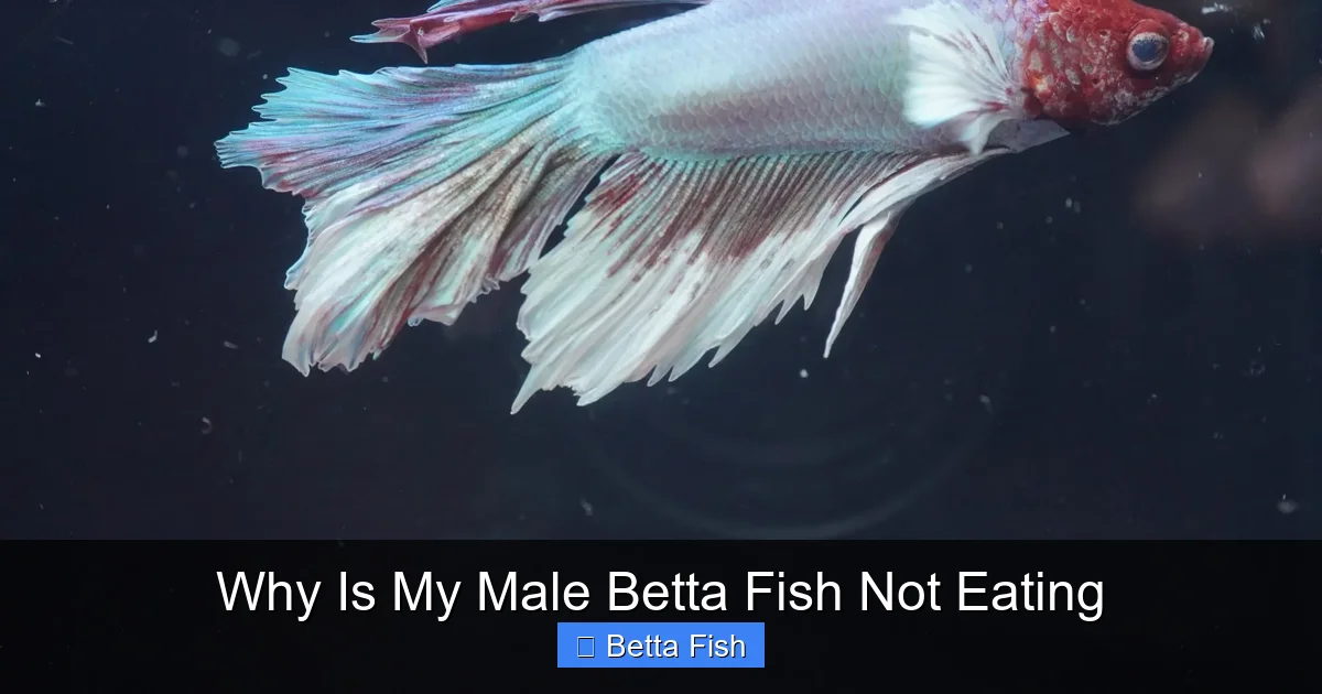 Why Is My Male Betta Fish Not Eating