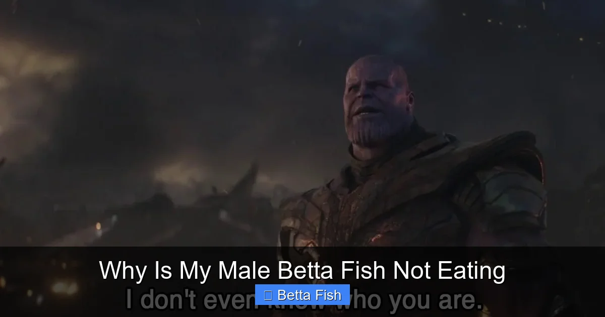 Why Is My Male Betta Fish Not Eating