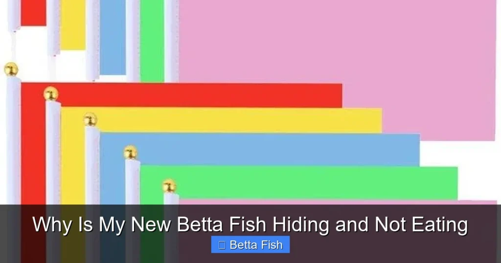 Why Is My New Betta Fish Hiding and Not Eating