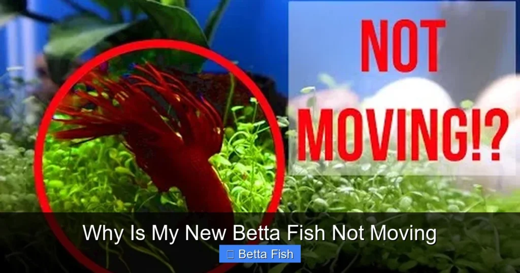 Why Is My New Betta Fish Not Moving