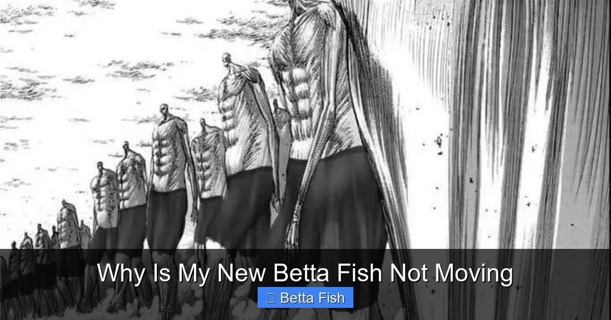 Why Is My New Betta Fish Not Moving