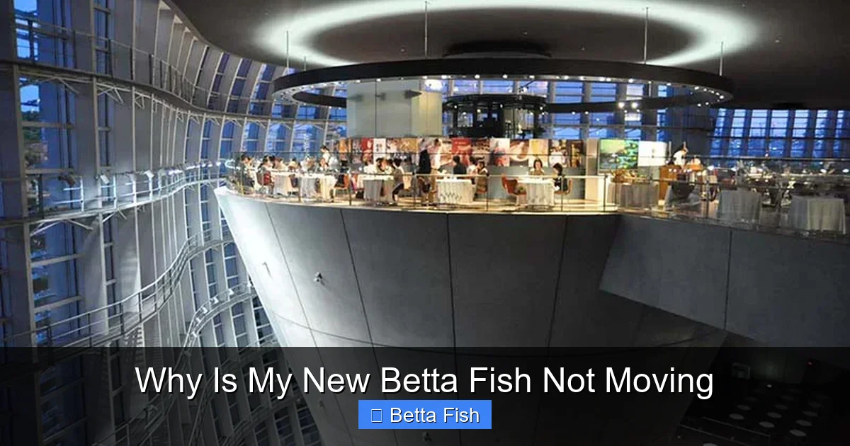 Why Is My New Betta Fish Not Moving