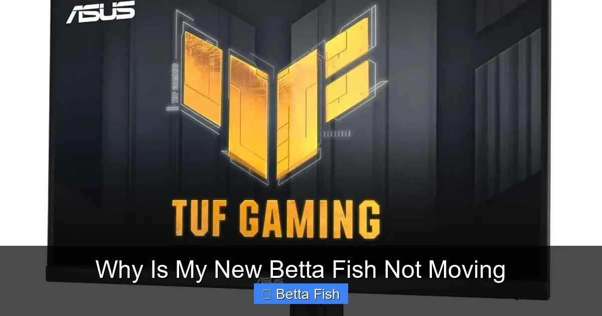 Why Is My New Betta Fish Not Moving