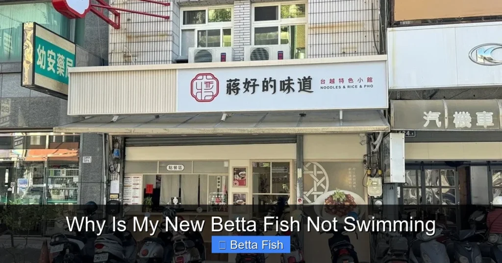 Why Is My New Betta Fish Not Swimming