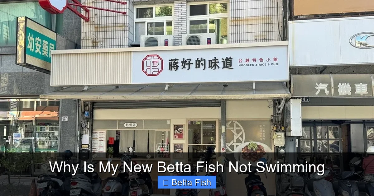 Why Is My New Betta Fish Not Swimming