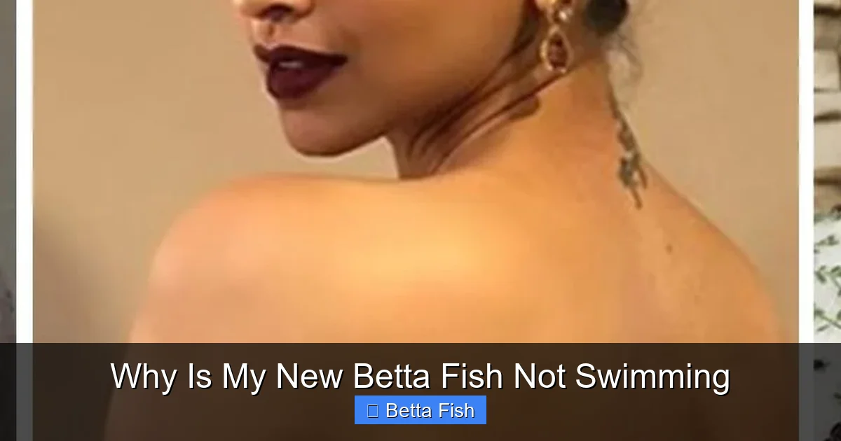 Why Is My New Betta Fish Not Swimming