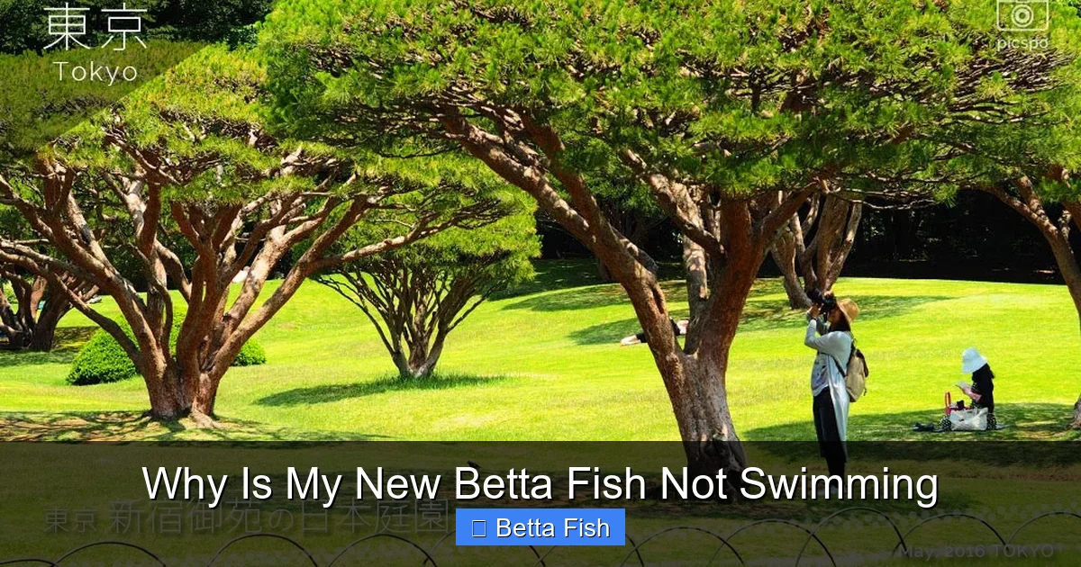 Why Is My New Betta Fish Not Swimming