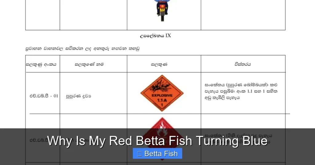 Why Is My Red Betta Fish Turning Blue