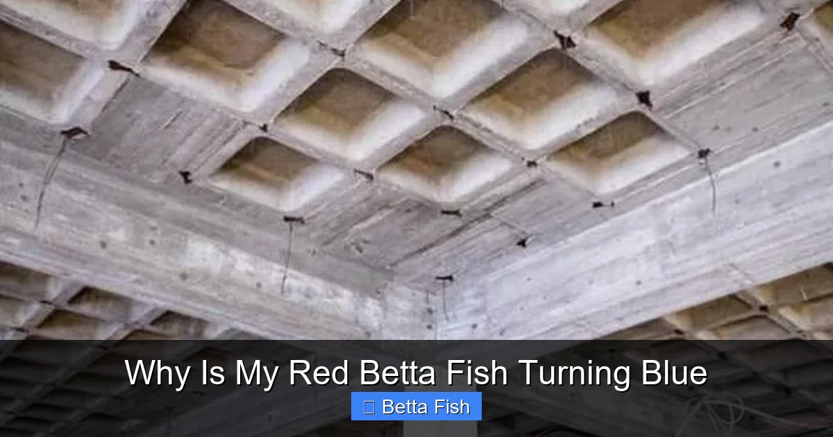 Why Is My Red Betta Fish Turning Blue