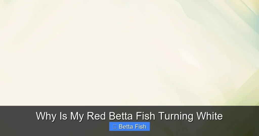 Why Is My Red Betta Fish Turning White