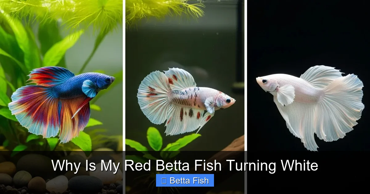Why Is My Red Betta Fish Turning White