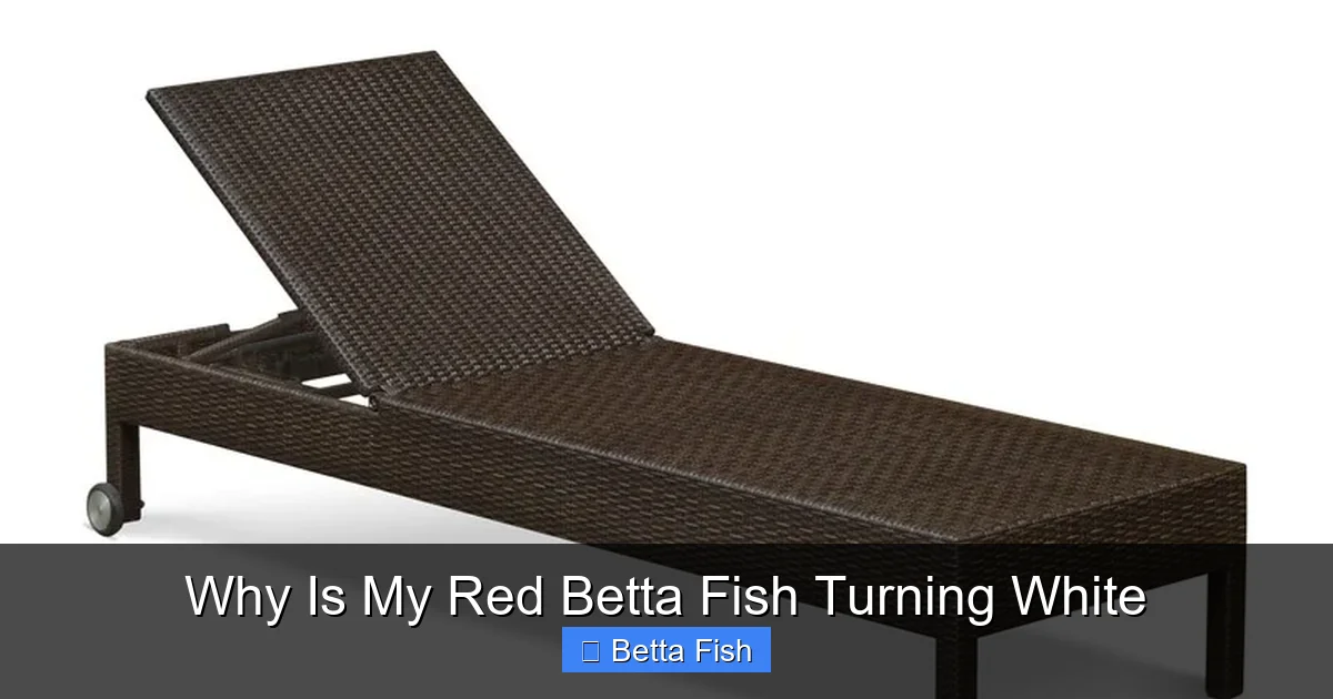 Why Is My Red Betta Fish Turning White
