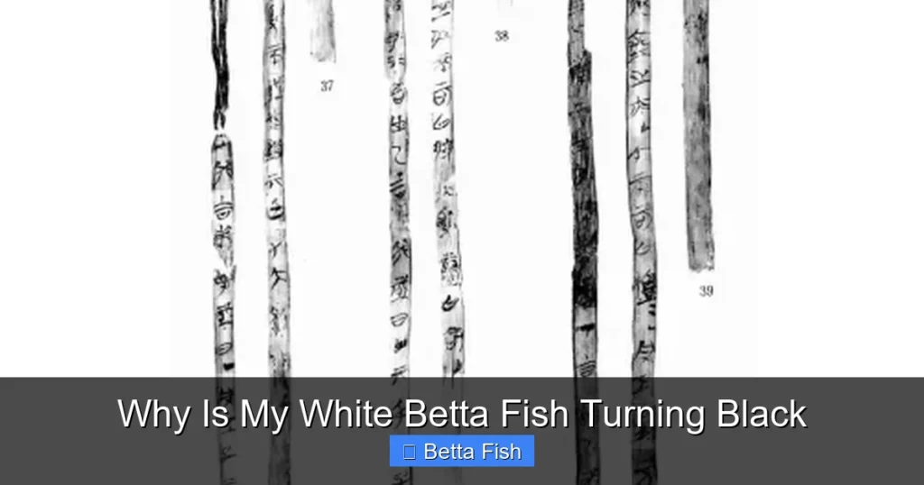 Why Is My White Betta Fish Turning Black