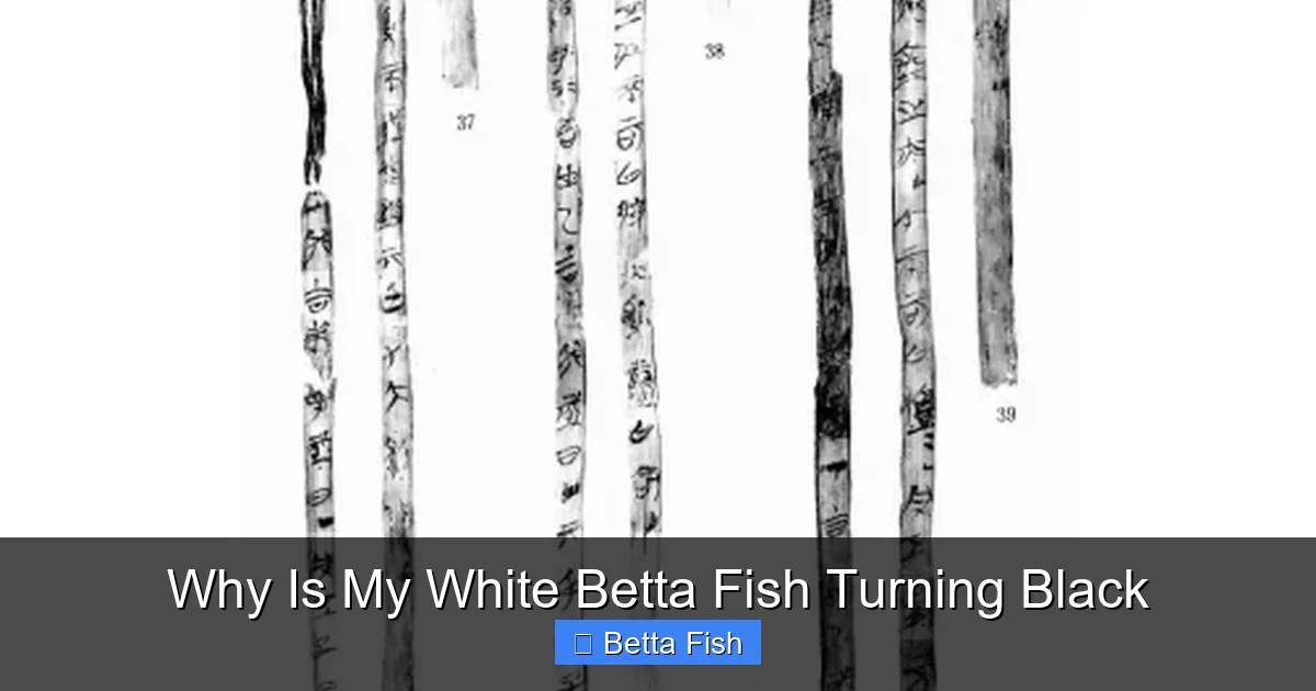 Why Is My White Betta Fish Turning Black