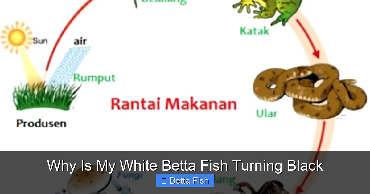 Why Is My White Betta Fish Turning Black
