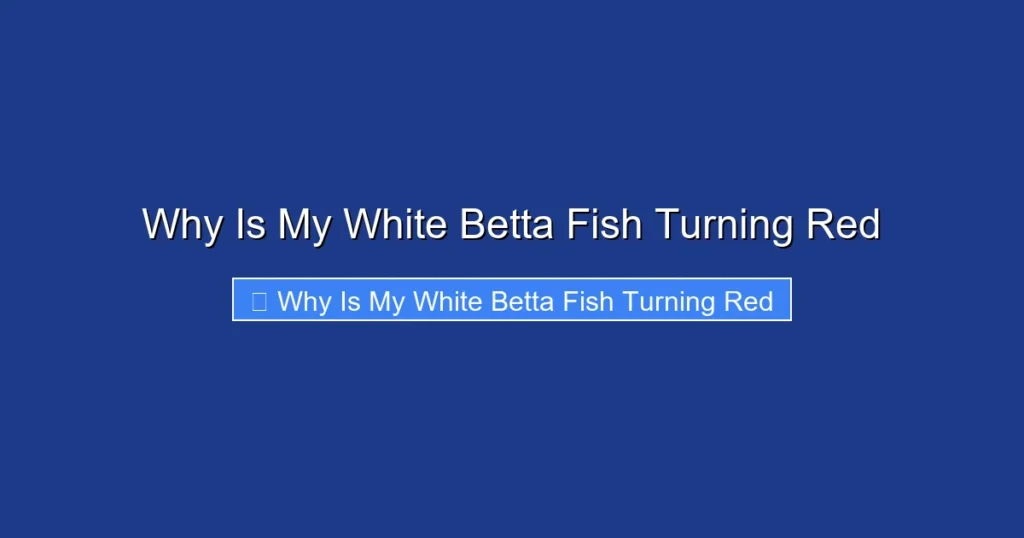 Why Is My White Betta Fish Turning Red