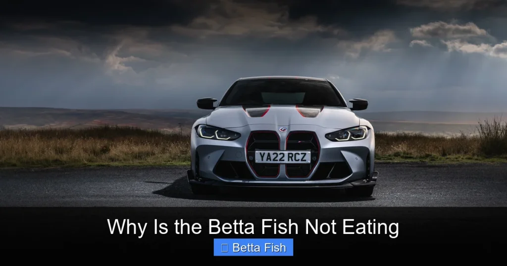 Why Is the Betta Fish Not Eating