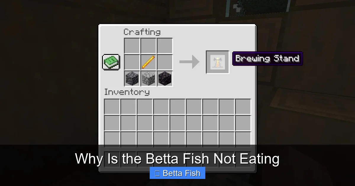 Why Is the Betta Fish Not Eating