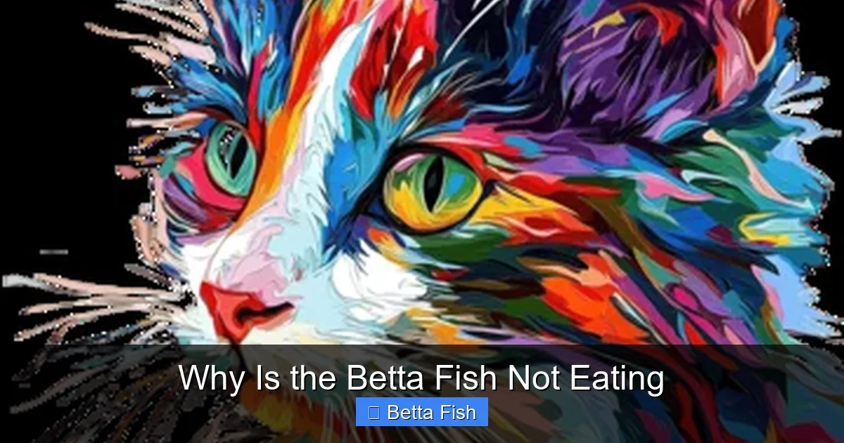 Why Is the Betta Fish Not Eating