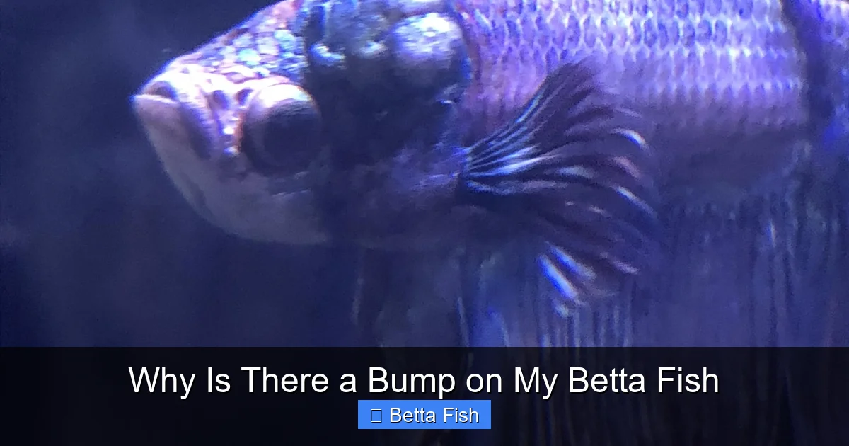 Why Is There a Bump on My Betta Fish