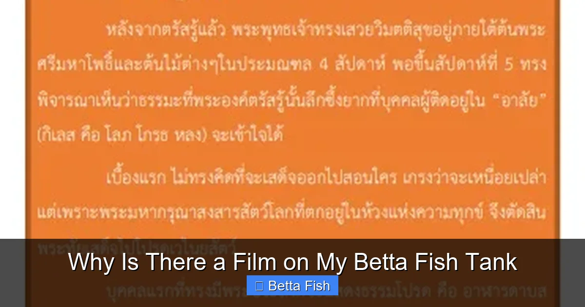 Why Is There a Film on My Betta Fish Tank