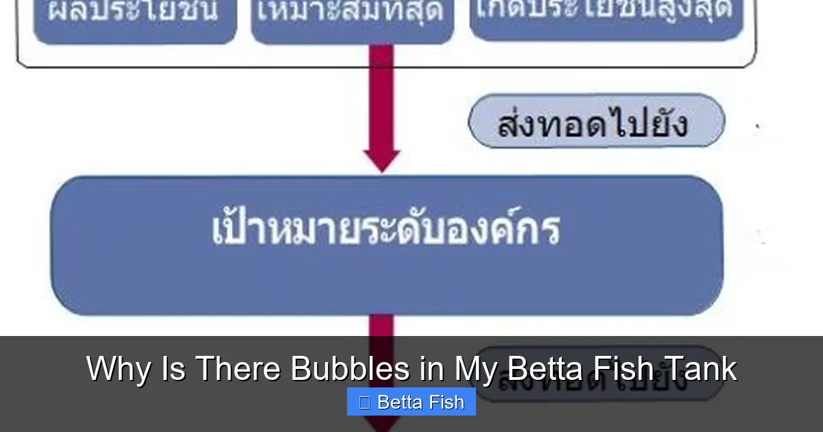 Why Is There Bubbles in My Betta Fish Tank