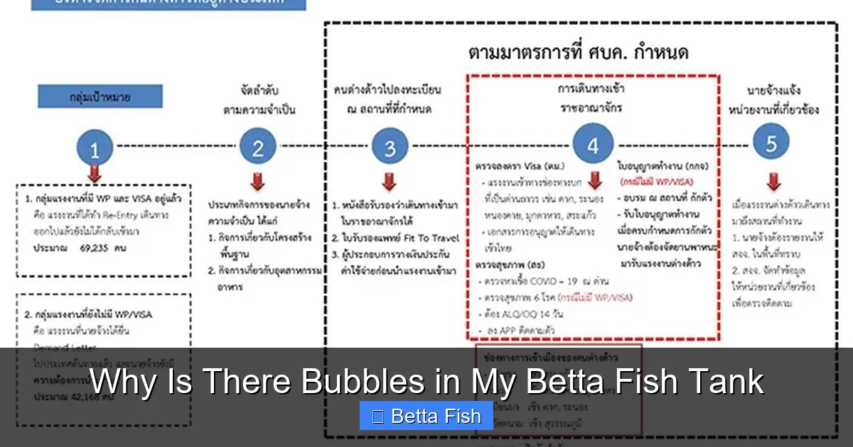 Why Is There Bubbles in My Betta Fish Tank