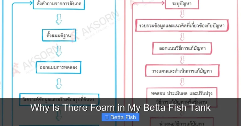 Why Is There Foam in My Betta Fish Tank