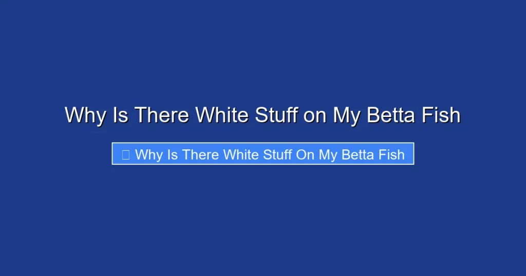 Why Is There White Stuff on My Betta Fish
