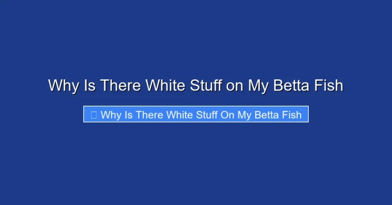 Why Is There White Stuff on My Betta Fish