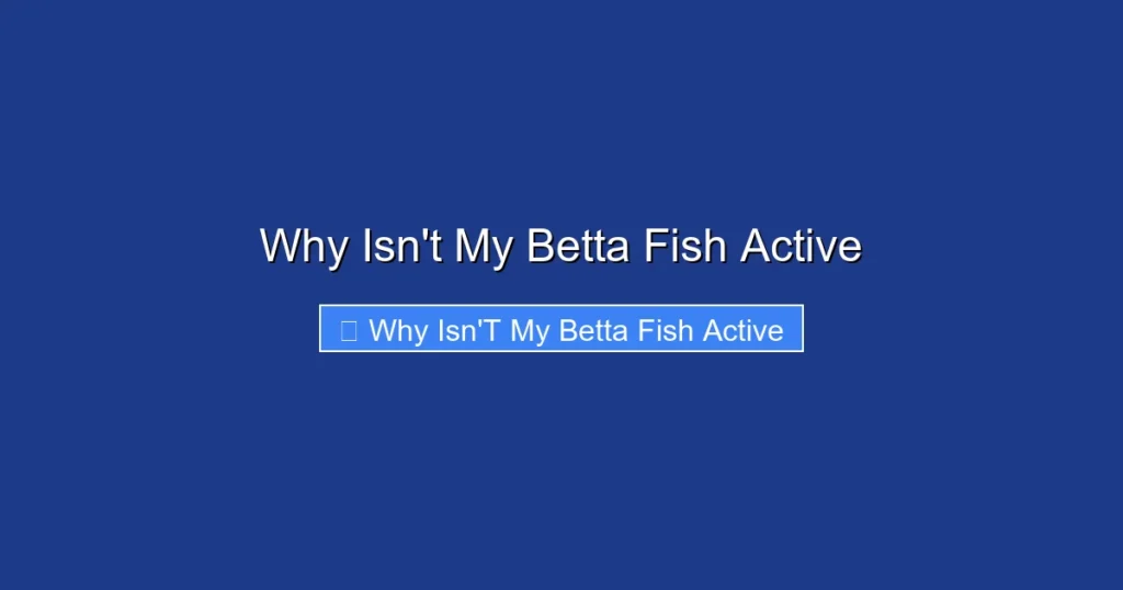 Why Isn't My Betta Fish Active
