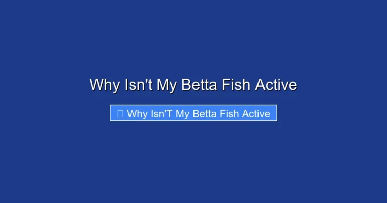 Why Isn't My Betta Fish Active
