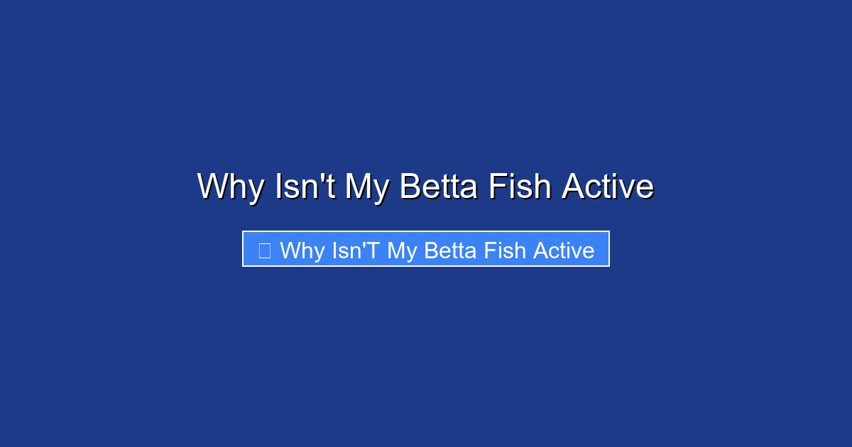 Why Isn't My Betta Fish Active