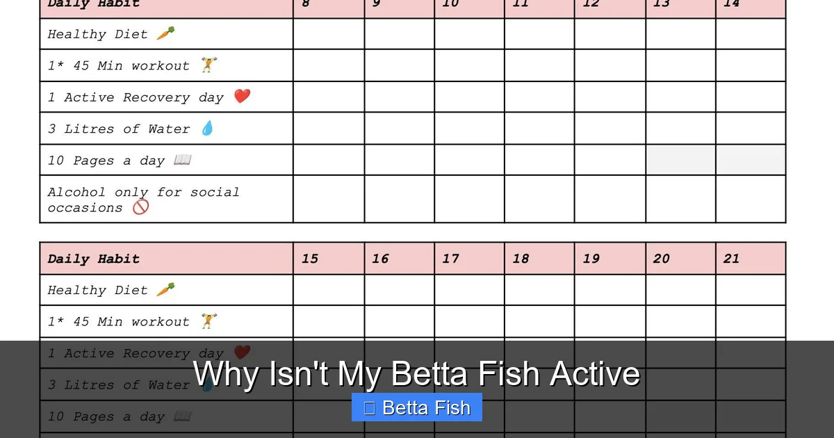 Why Isn't My Betta Fish Active