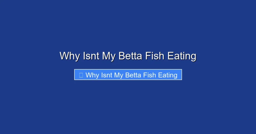 Why Isnt My Betta Fish Eating