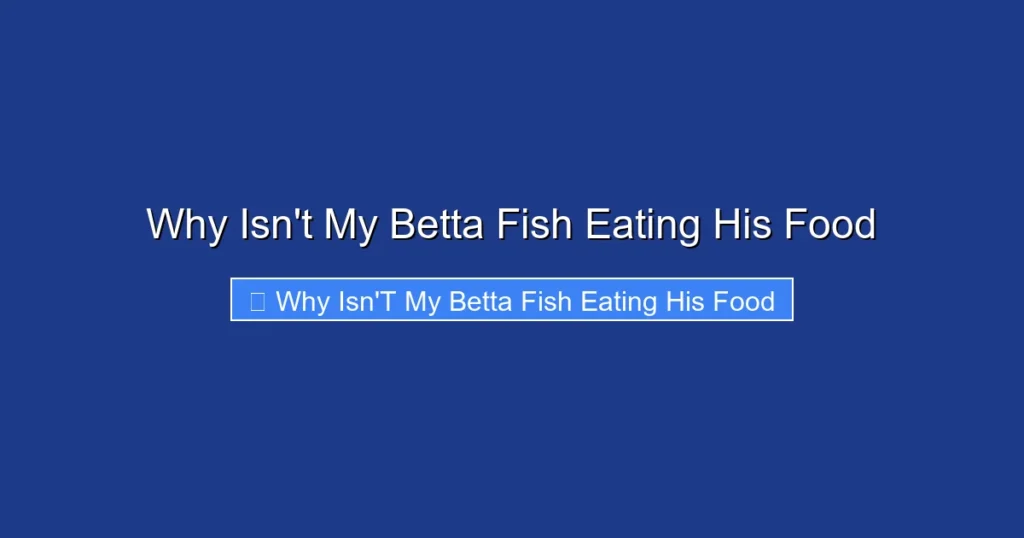 Why Isn't My Betta Fish Eating His Food