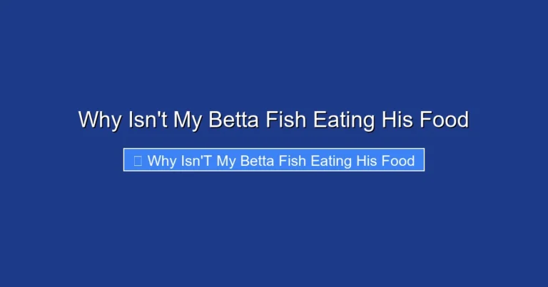 Why Isn't My Betta Fish Eating His Food