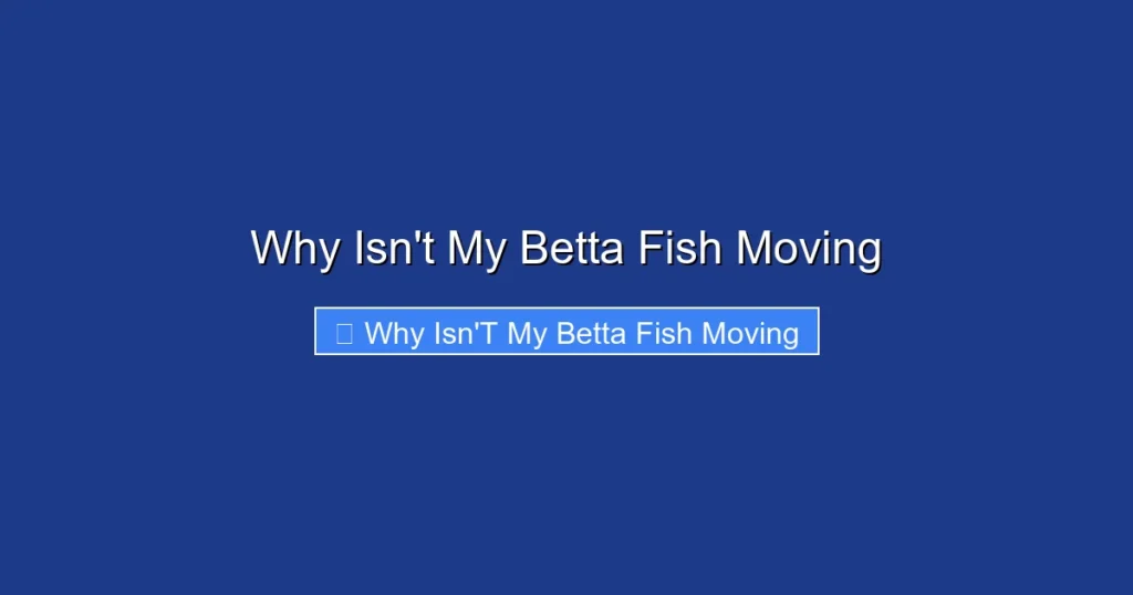 Why Isn't My Betta Fish Moving