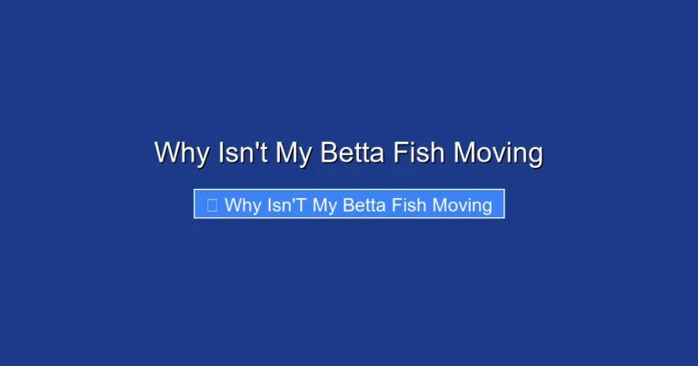 Why Isn't My Betta Fish Moving